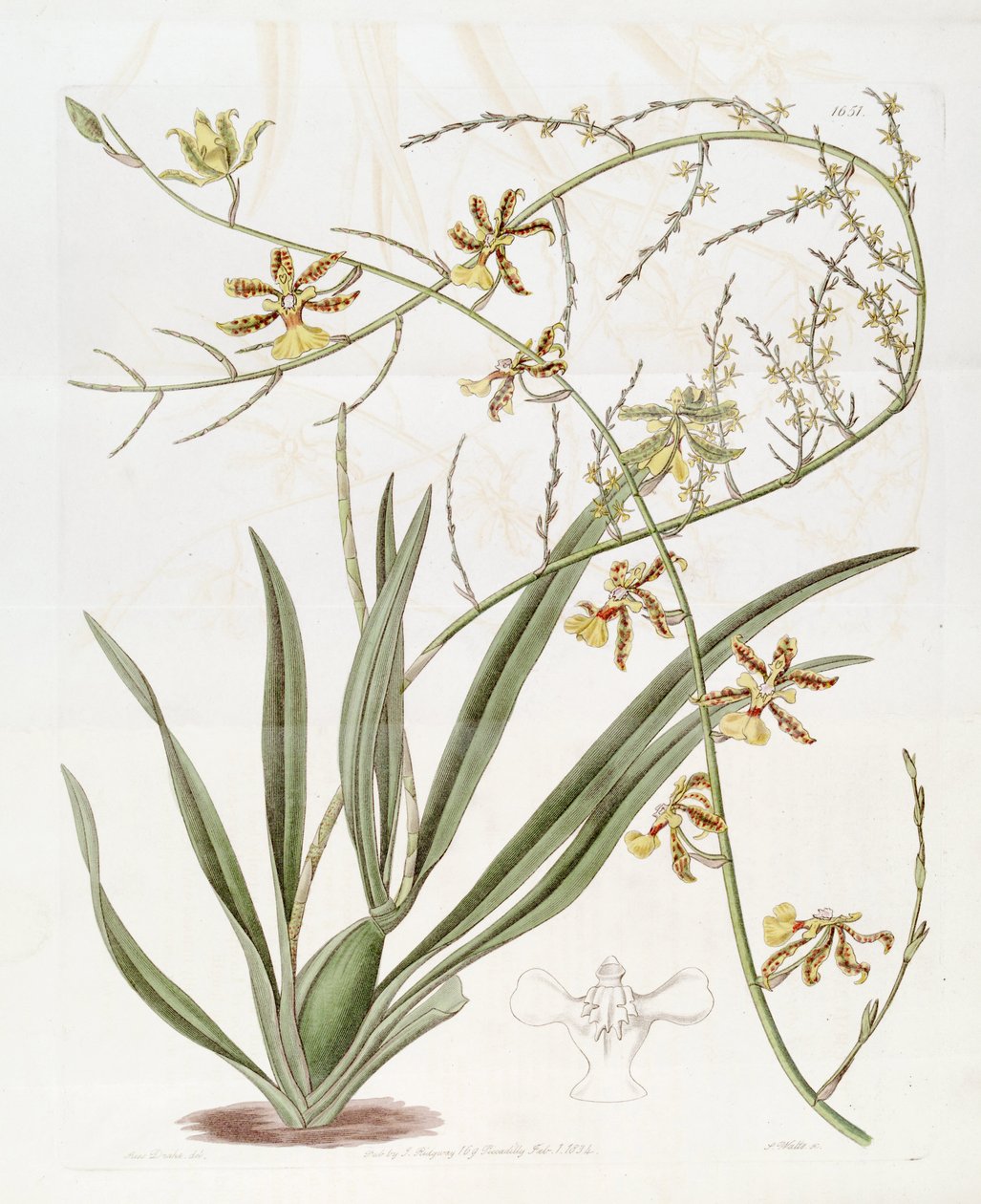 Illustrasjon av Oncidium sp.    (Denne tegningen er IKKE Oncidium baueri, se disambigueringsside av Miss Drake