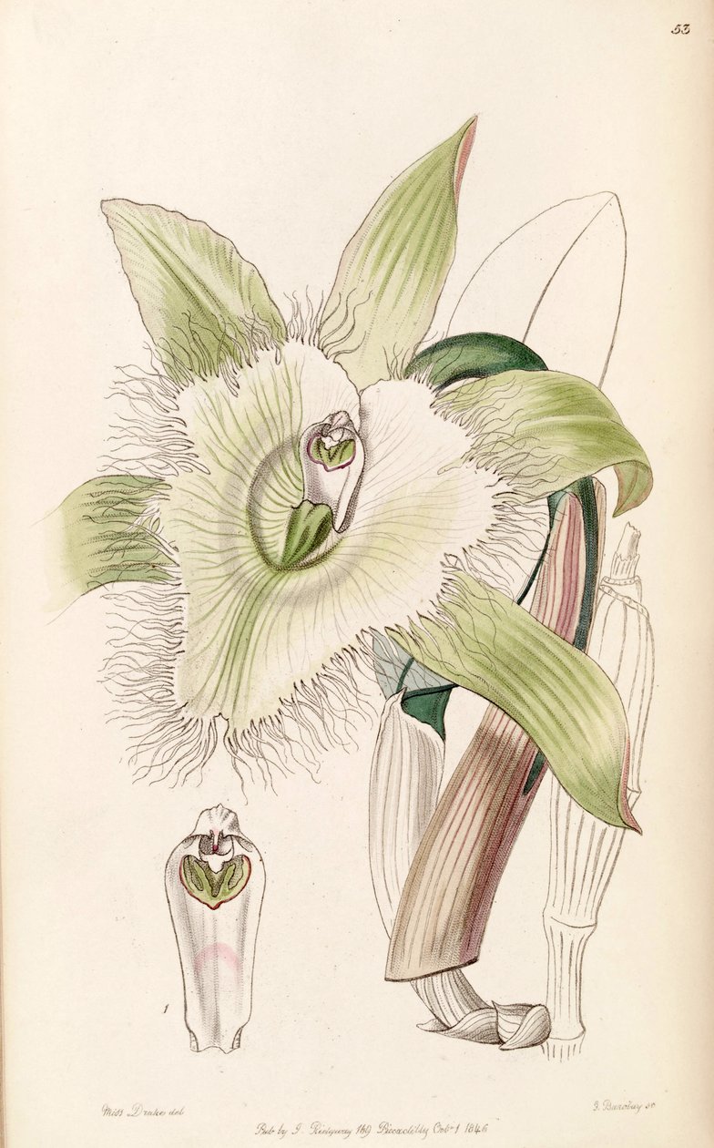 Illustrasjon av Rhyncholaelia digbyana eller Brassavola digbyana av Miss Drake