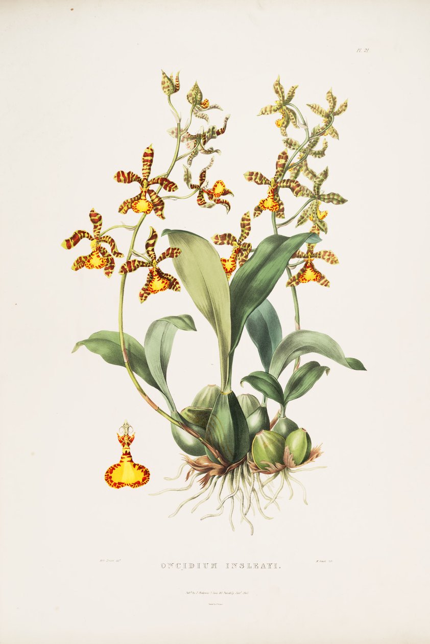 Illustrasjon av Rossioglossum insleayi (som syn. Oncidium insleayi) av Miss Drake