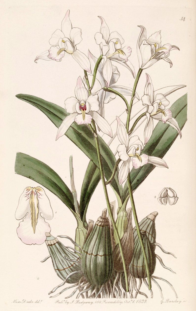 Laelia albida av Miss Drake