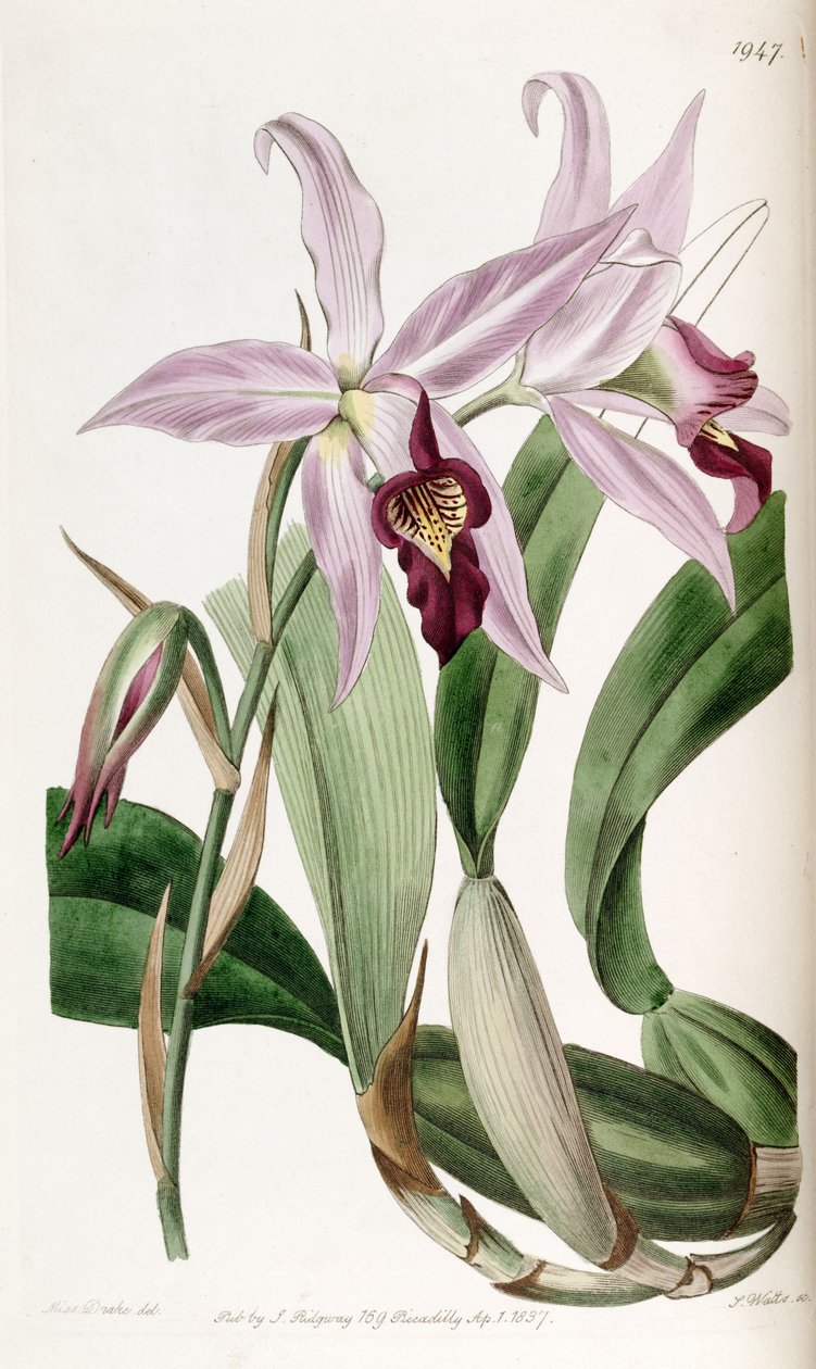 Laelia anceps (as syn. Laelia anceps var. barkeriana) av Miss Drake