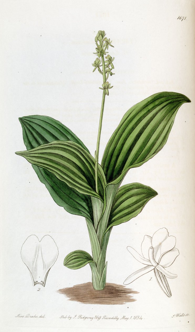 Liparis nervosa ssp. nervosa (som syn. Liparis guineensis) av Miss Drake