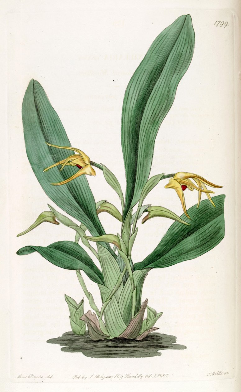 Maxillaria crocea av Miss Drake