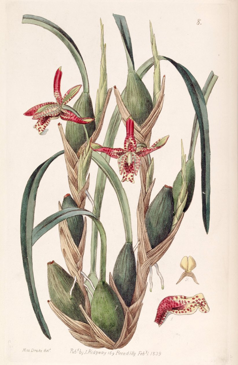 Maxillaria tenuifolia eller Maxillariella tenuifolia av Miss Drake
