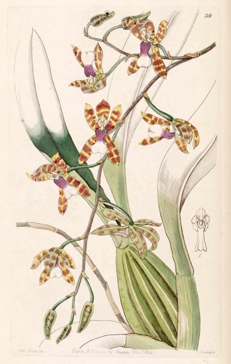 Miltonioides laevis (som syn. Odontoglossum laeve) av Miss Drake