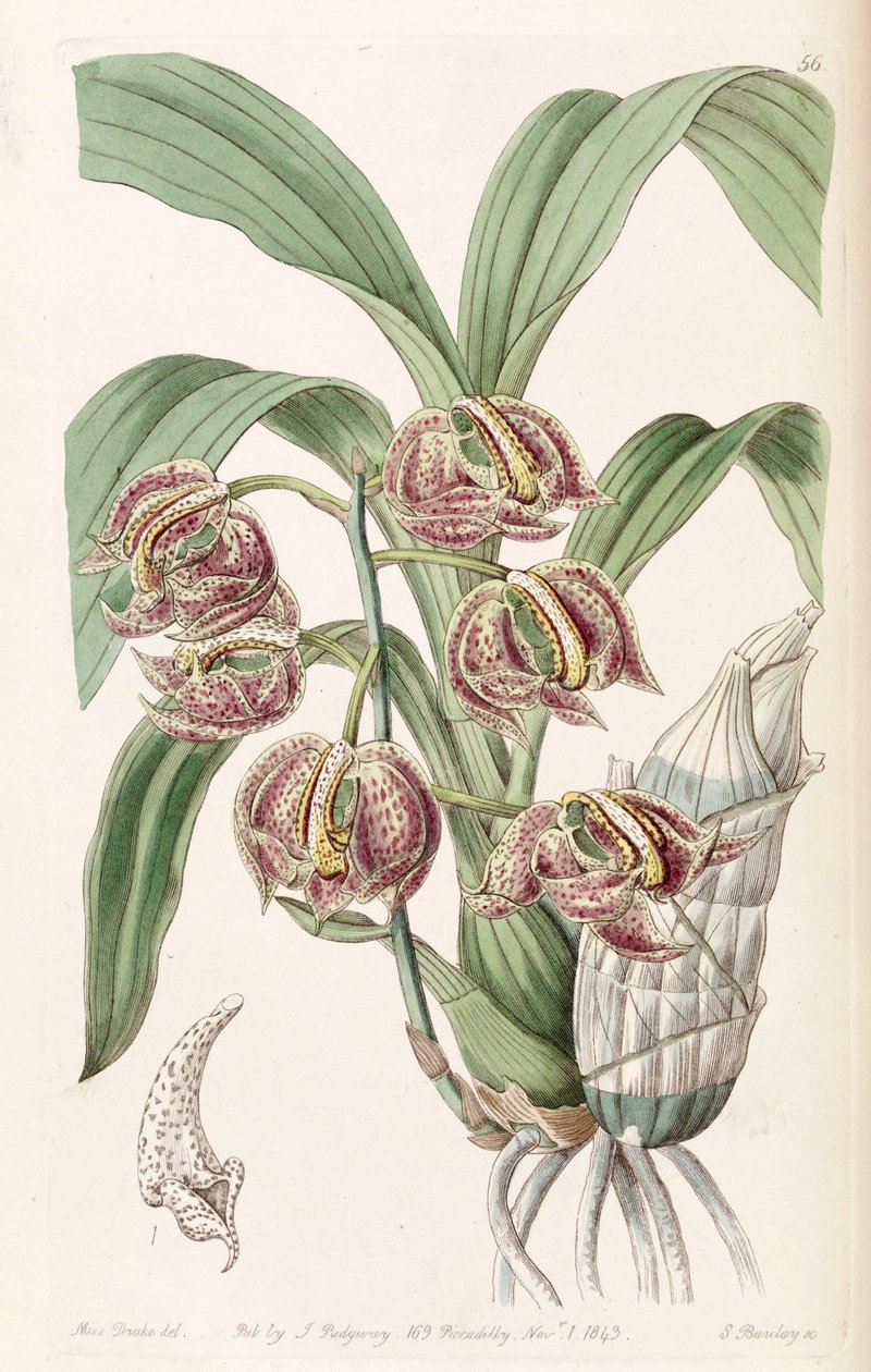 Mormodes aromatica av Miss Drake