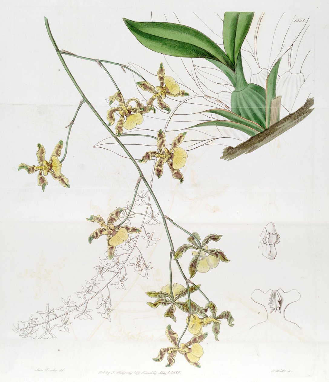 Oncidium alpinum (Jacq.) Sw   (Denne tegningen er IKKE Oncidium baueri, se disambigueringsside av Miss Drake