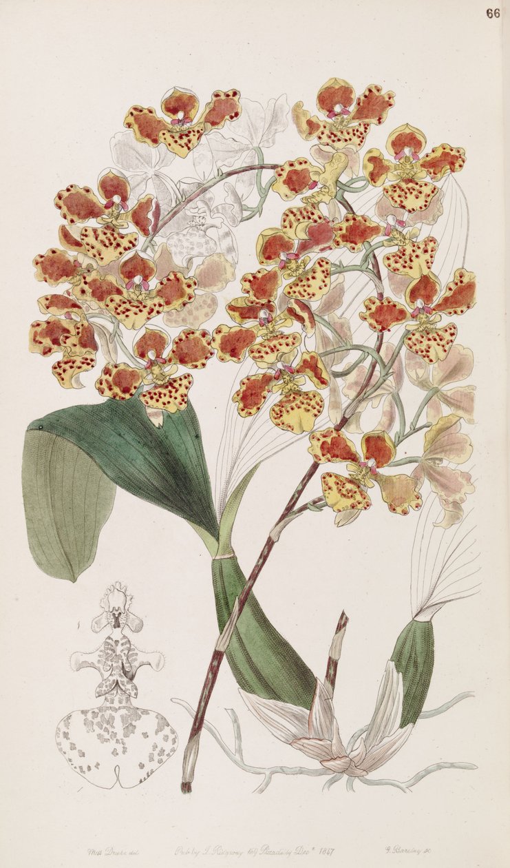 Oncidium av Miss Drake