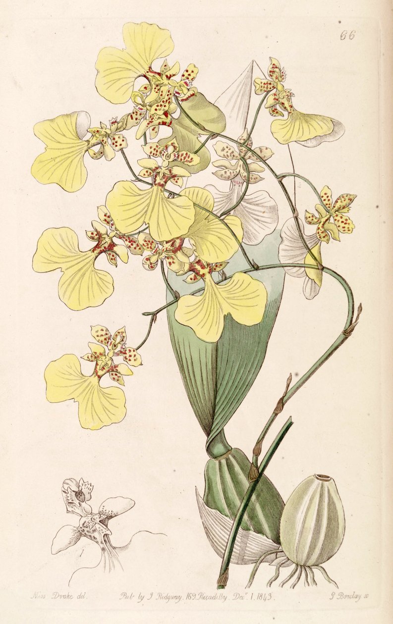 Oncidium bicolor av Miss Drake