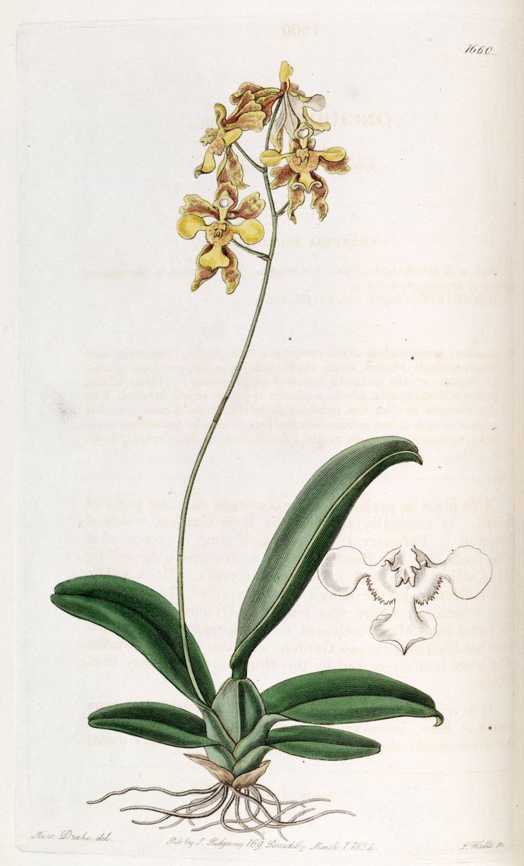 Oncidium ciliatum av Miss Drake