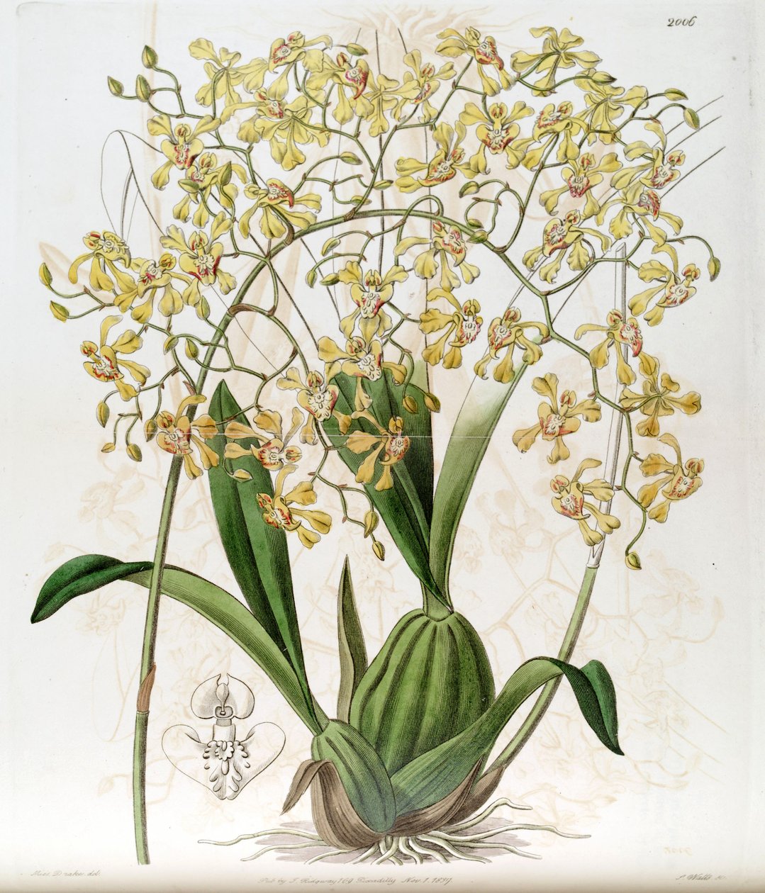 Oncidium deltoideum (stavet som Cynorchis fastigiata av Miss Drake