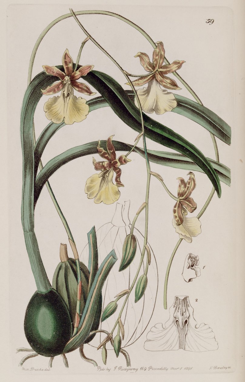 Oncidium graminifolium (som syn. Cyrtochilum filipes) av Miss Drake