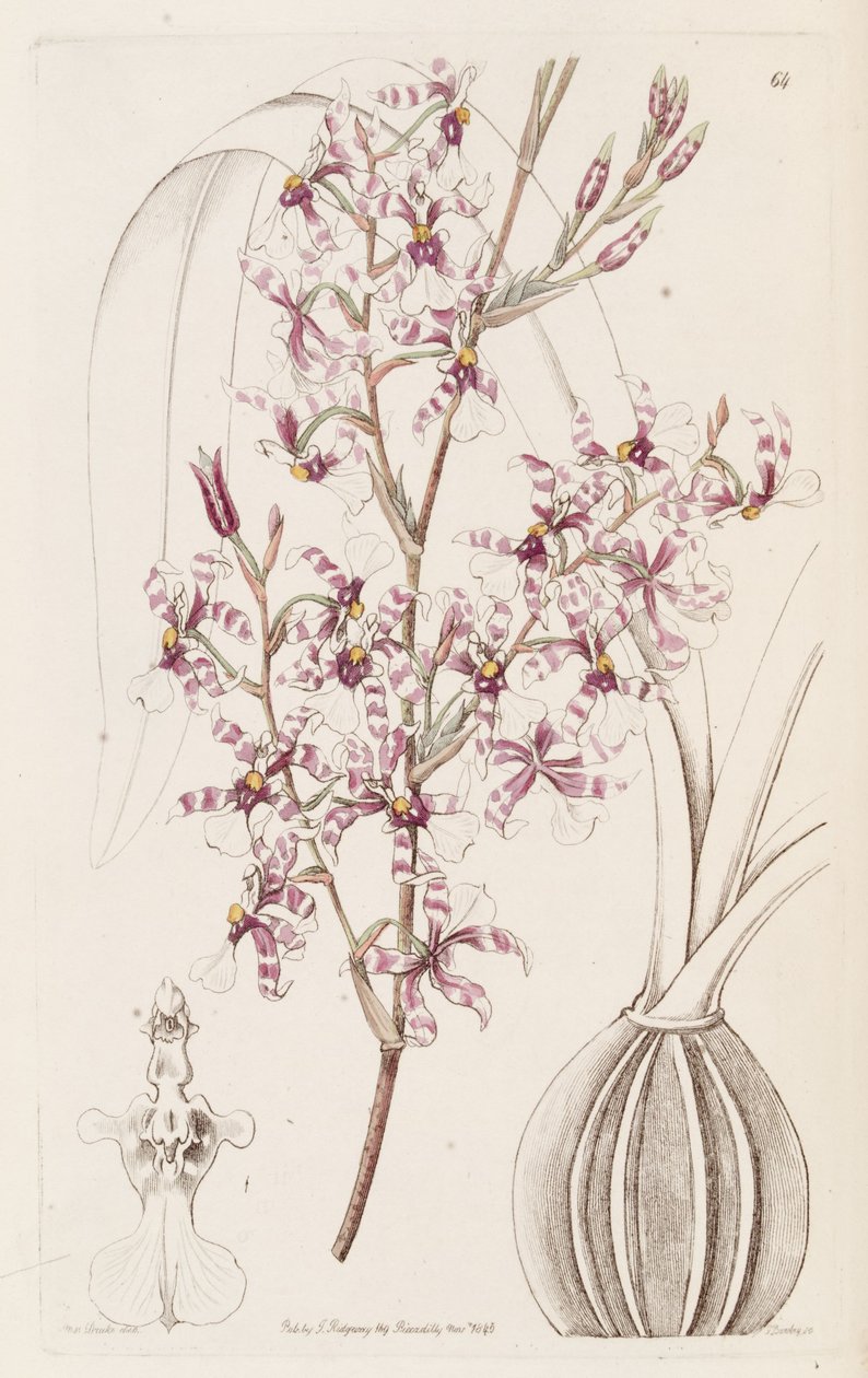 Oncidium incurvus av Miss Drake