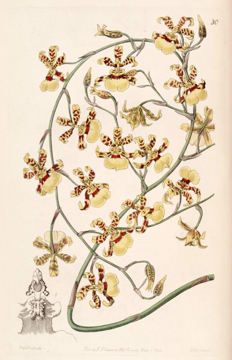 Oncidium sphacelatum av Miss Drake