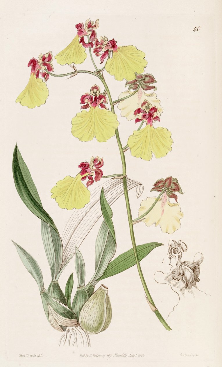 Oncidium spilopterum av Miss Drake
