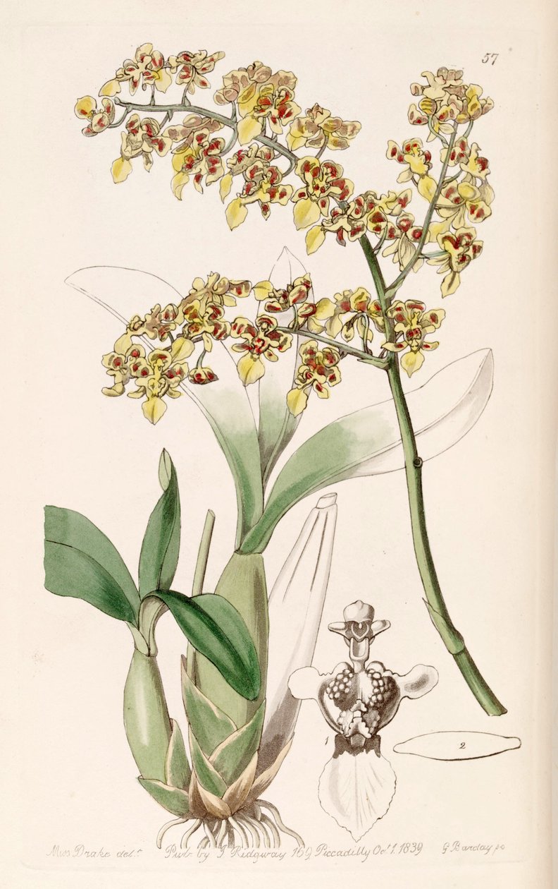 Oncidium venustum (som syn. Oncidium trulliferum) av Miss Drake