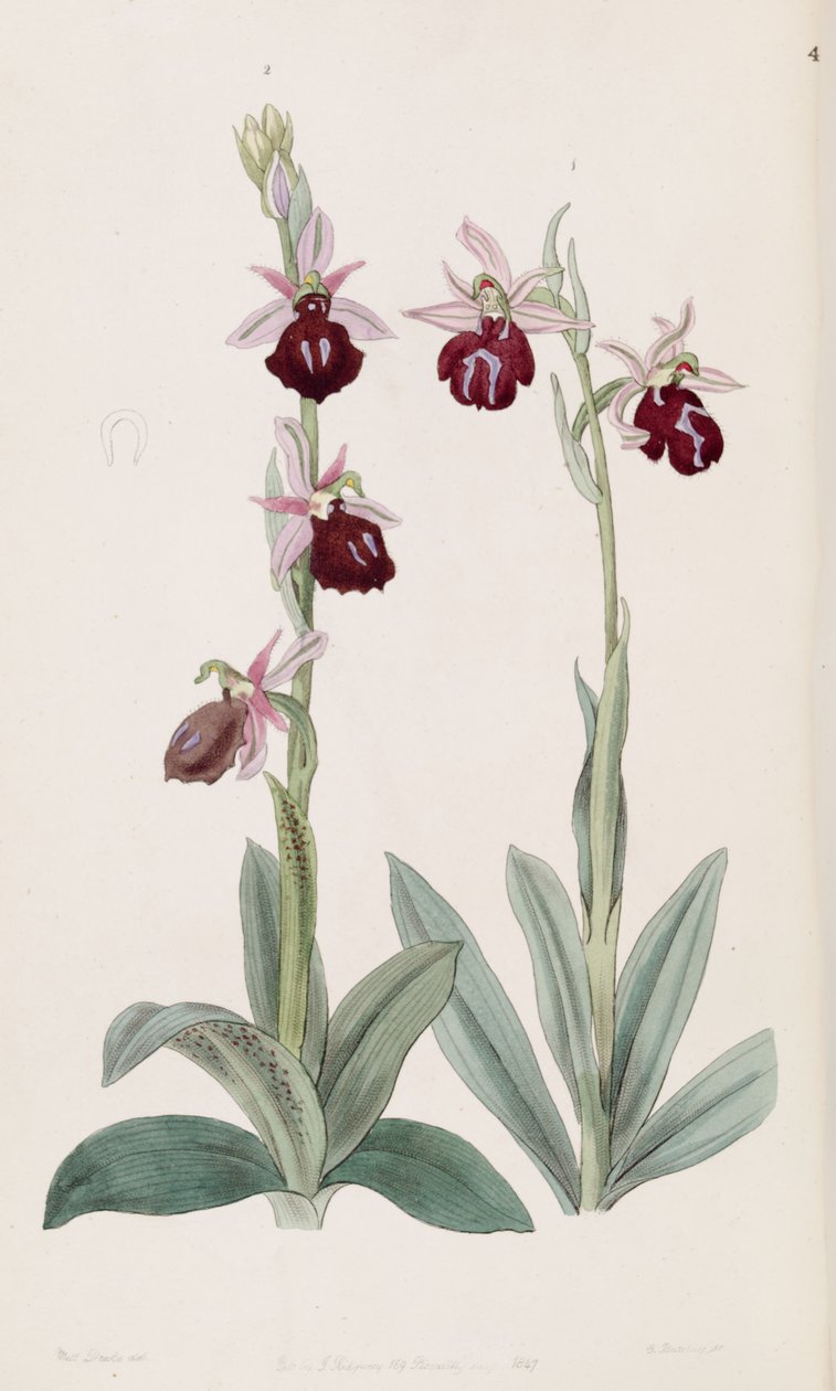 Ophrys ferrum-equinum (venstre, fig. 2) og Ophrys bombyliflora (som syn. Ophrys tabanifera) (høyre, fig. 1) av Miss Drake
