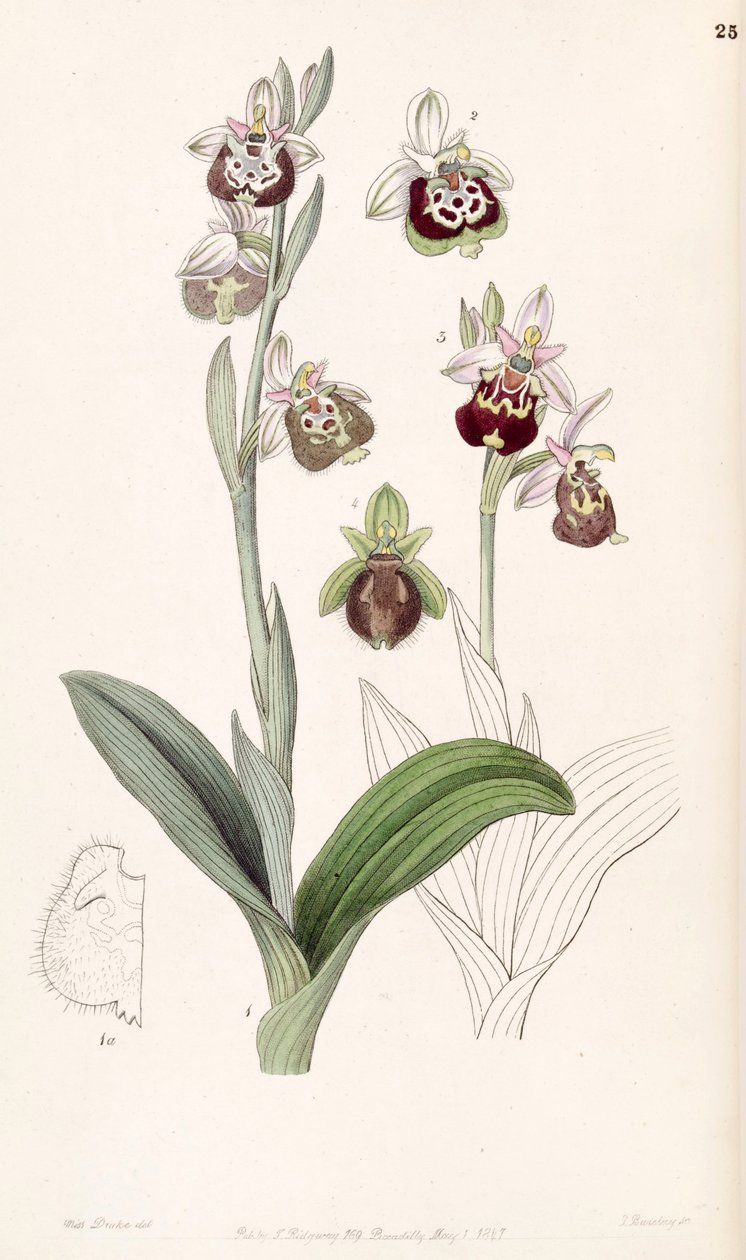 Ophrys fuciflora eller Ophrys holoserica av Miss Drake
