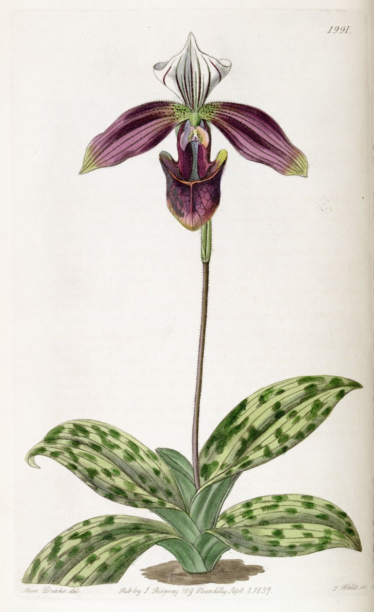 Paphiopedilum purpuratum (som syn. Cypripedium purpuratum) av Miss Drake