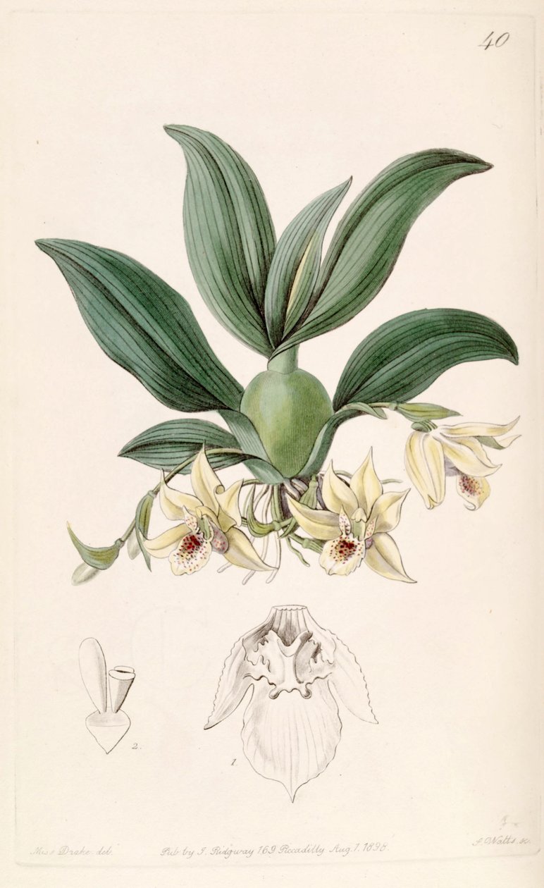 Promenaea rollissonii (som syn. Maxillaria rollissonii) av Miss Drake