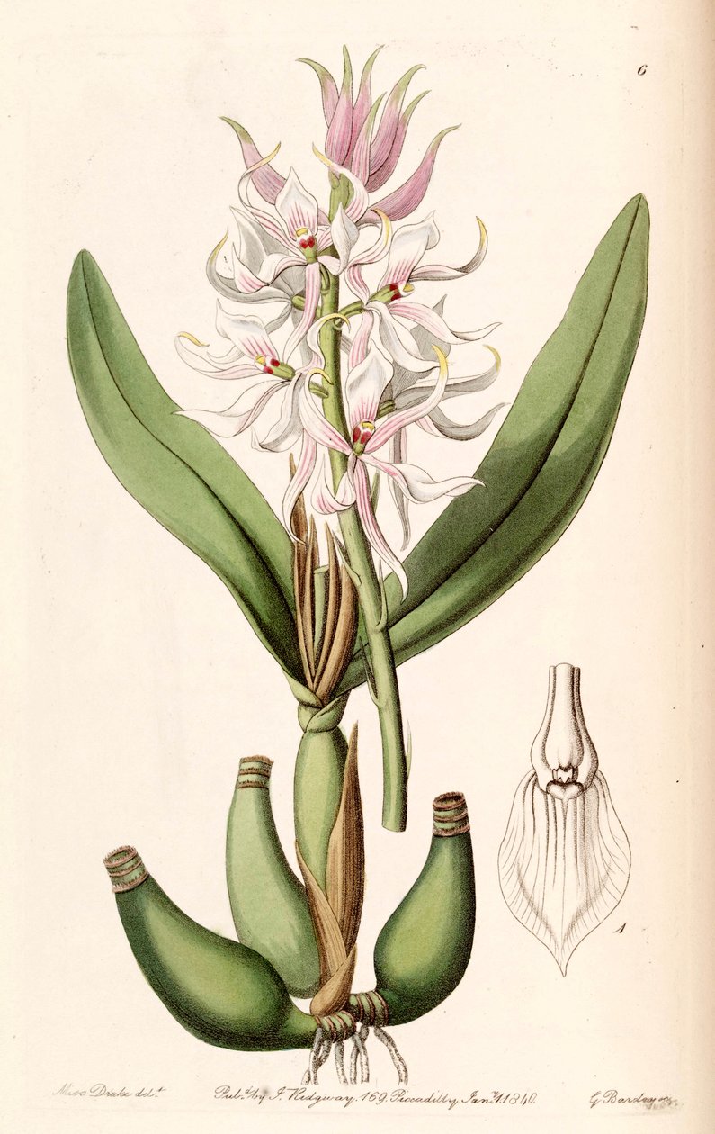 Prosthechea glumacea (som syn. Epidendrum glumaceum) av Miss Drake