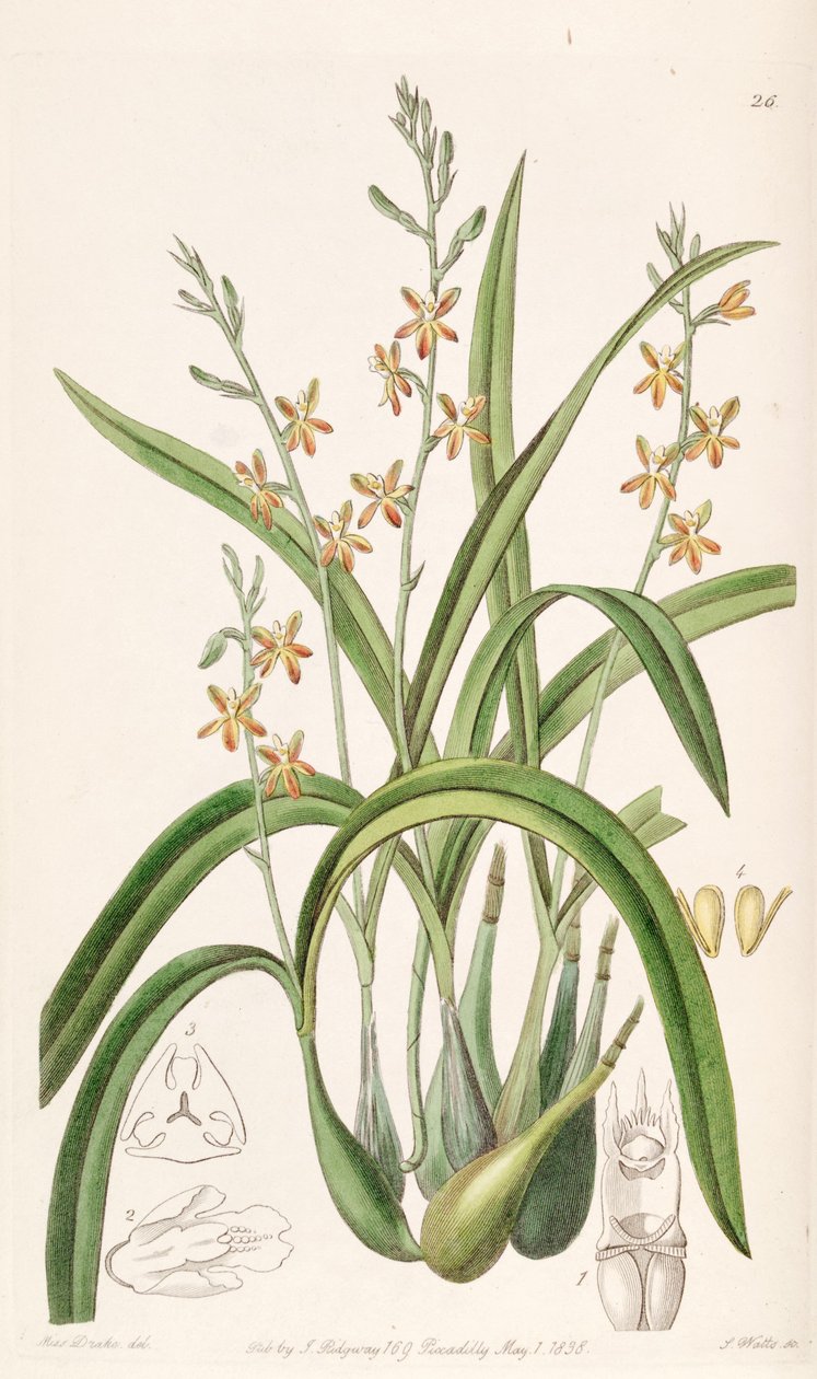 Prosthechea ochracea (som syn. Epidendrum ochraceum) av Miss Drake