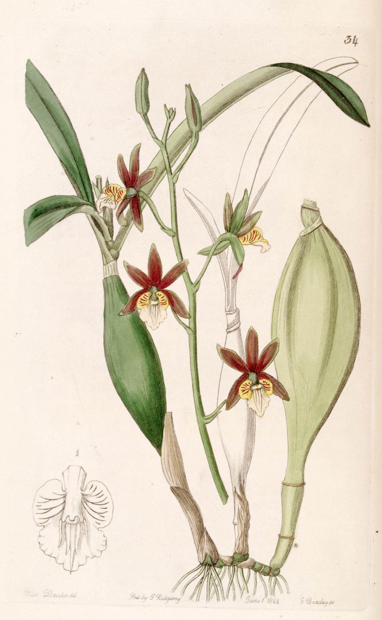 Prosthechea pterocarpa (som syn. Epidendrum pterocarpum) av Miss Drake