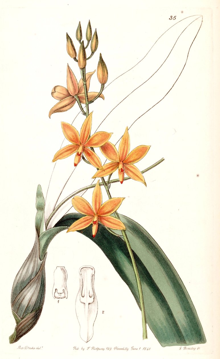 Ekstra Vitelliner (la pluss Epidendrom vitellinom) av Miss Drake
