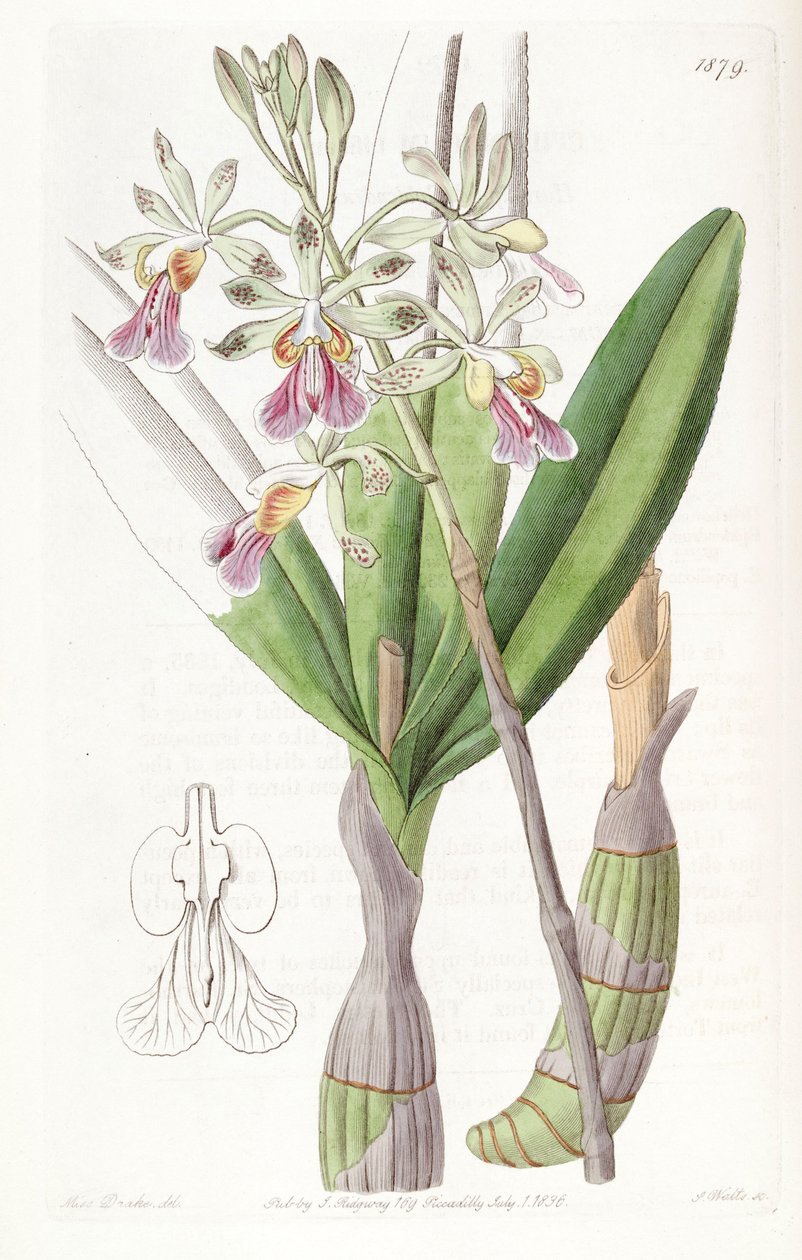 Psychilis bifida (som syn. Epidendrum bifidum) av Miss Drake