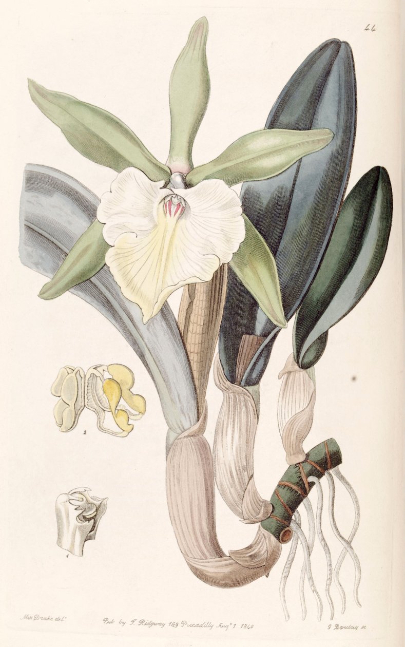 Rhyncholaelia glauca eller Brassavola glauca av Miss Drake