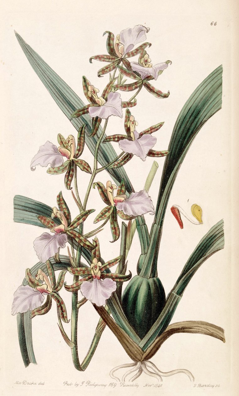 Rhynchostele bictoniensis eller Odontoglossum bictoniense av Miss Drake