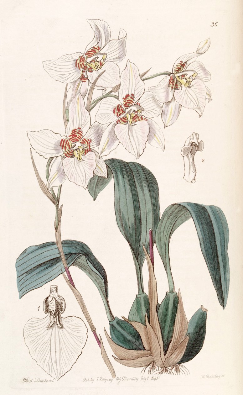 Rhynchostele cervantesii (som syn. Odontoglossum cervantesii) av Miss Drake