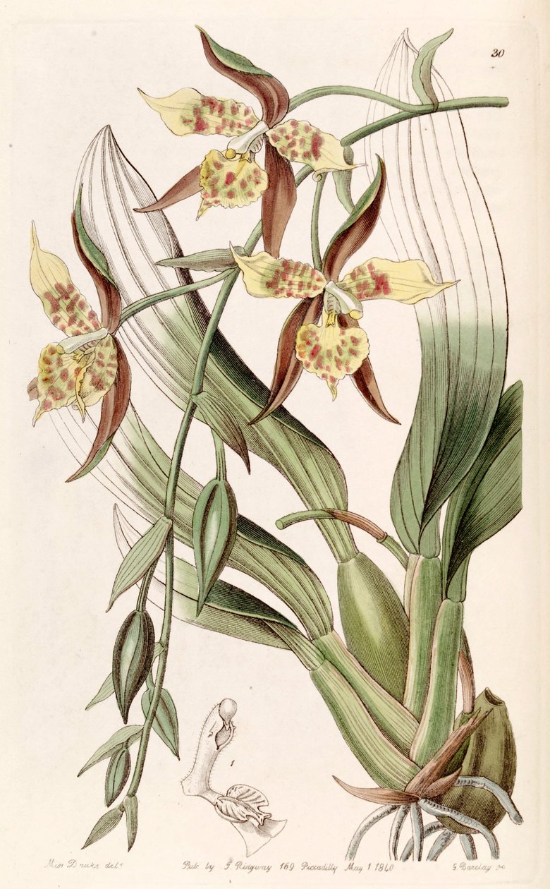 Rhynchostele maculata (som syn. Odontoglossum maculatum) av Miss Drake