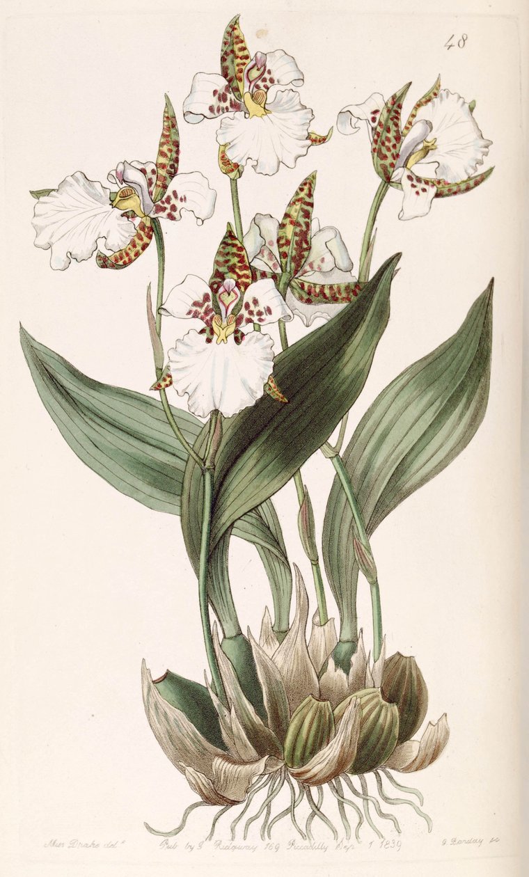 Rhonhostele of Russia (ess sønn. Odontoglossum of Russia) av Miss Drake