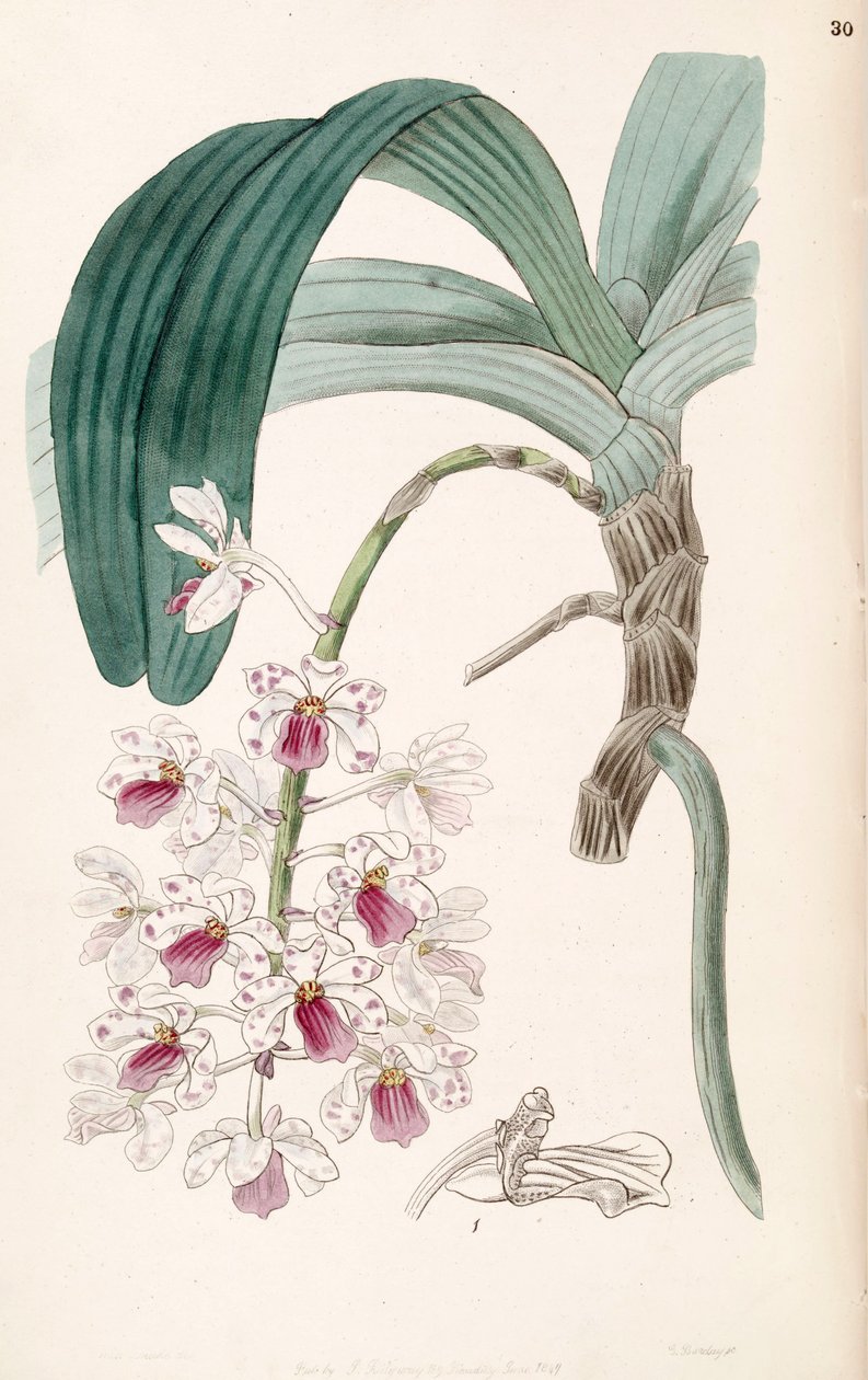 Rhynchostylis gigantea subsp. violacea (som syn. Vanda violacea) av Miss Drake