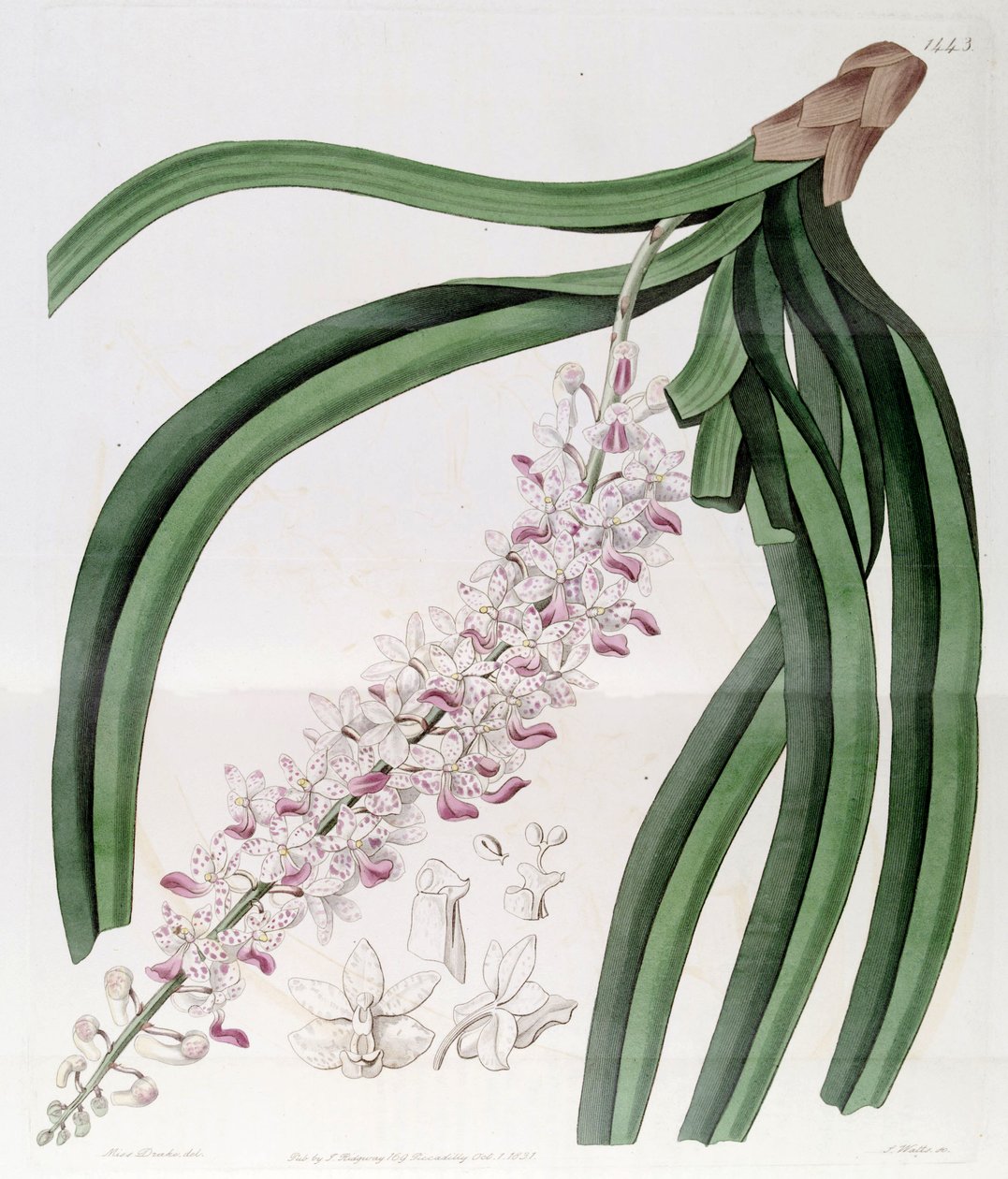 Rhynchostylis retusa (som syn. Eulophia mackaiana) av Miss Drake