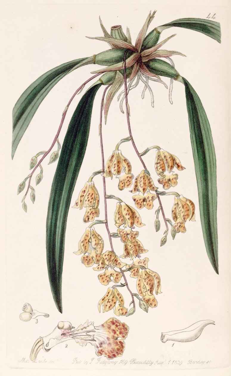 Rodriguezia sticta (som syn. Burlingtonia maculata) av Miss Drake