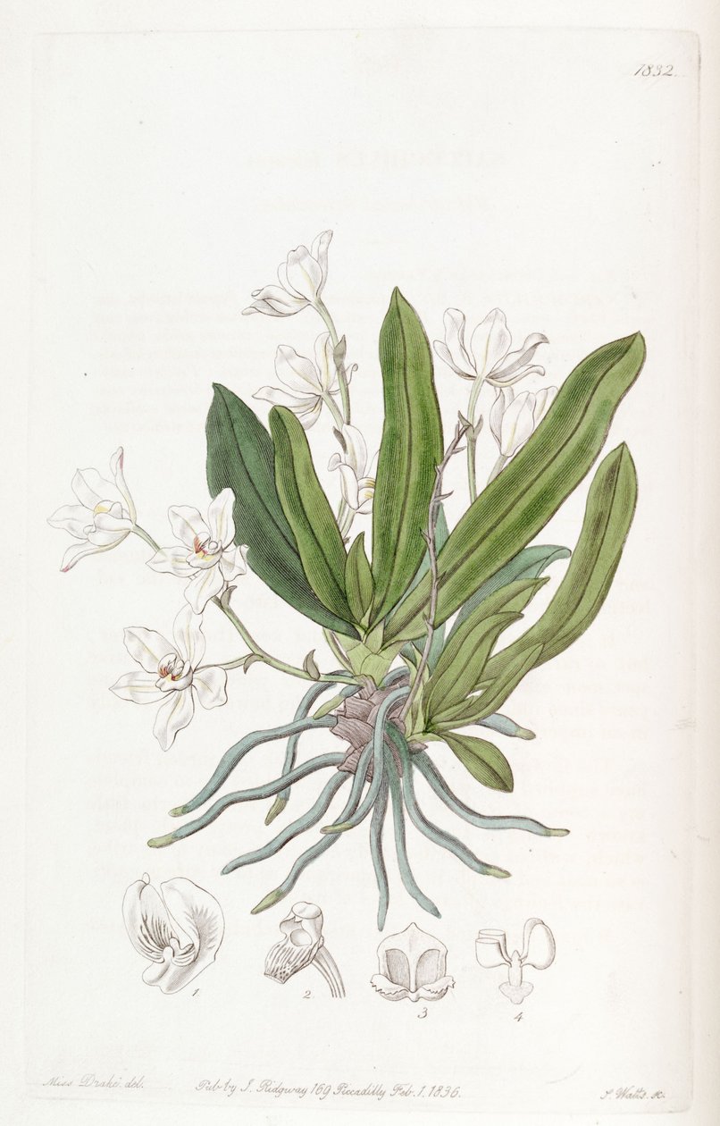 Sarcochilus falcatus av Miss Drake