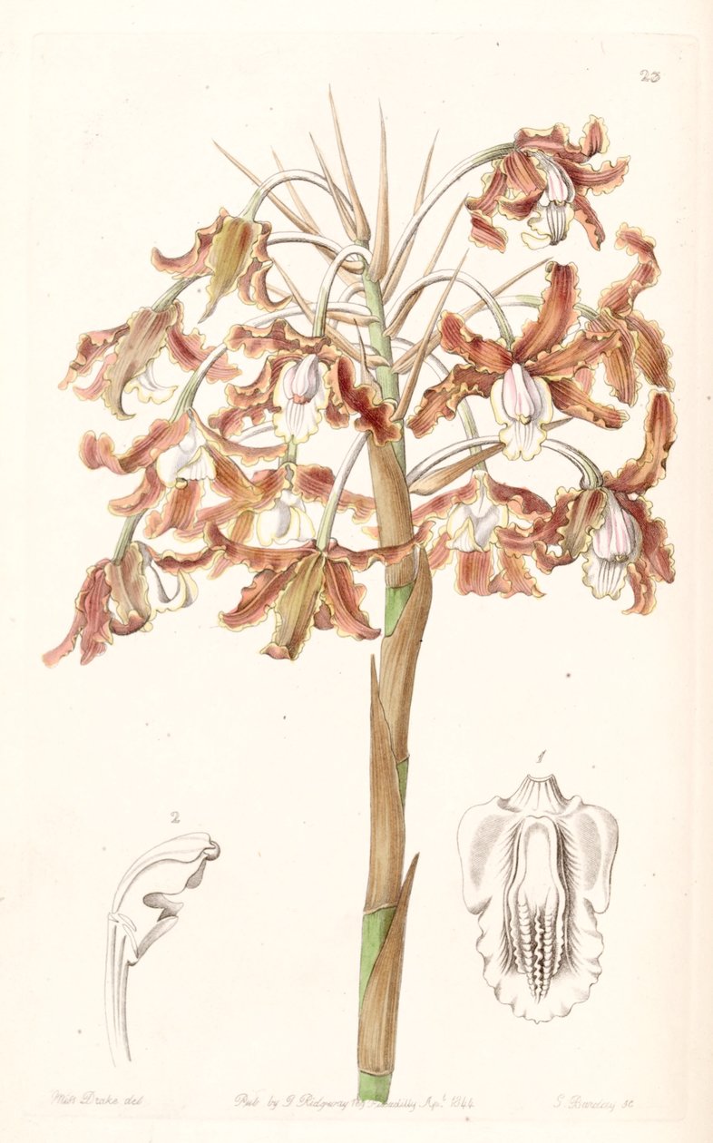 Schomburgkia crispa (syn. Av Laelia marginata) av Miss Drake