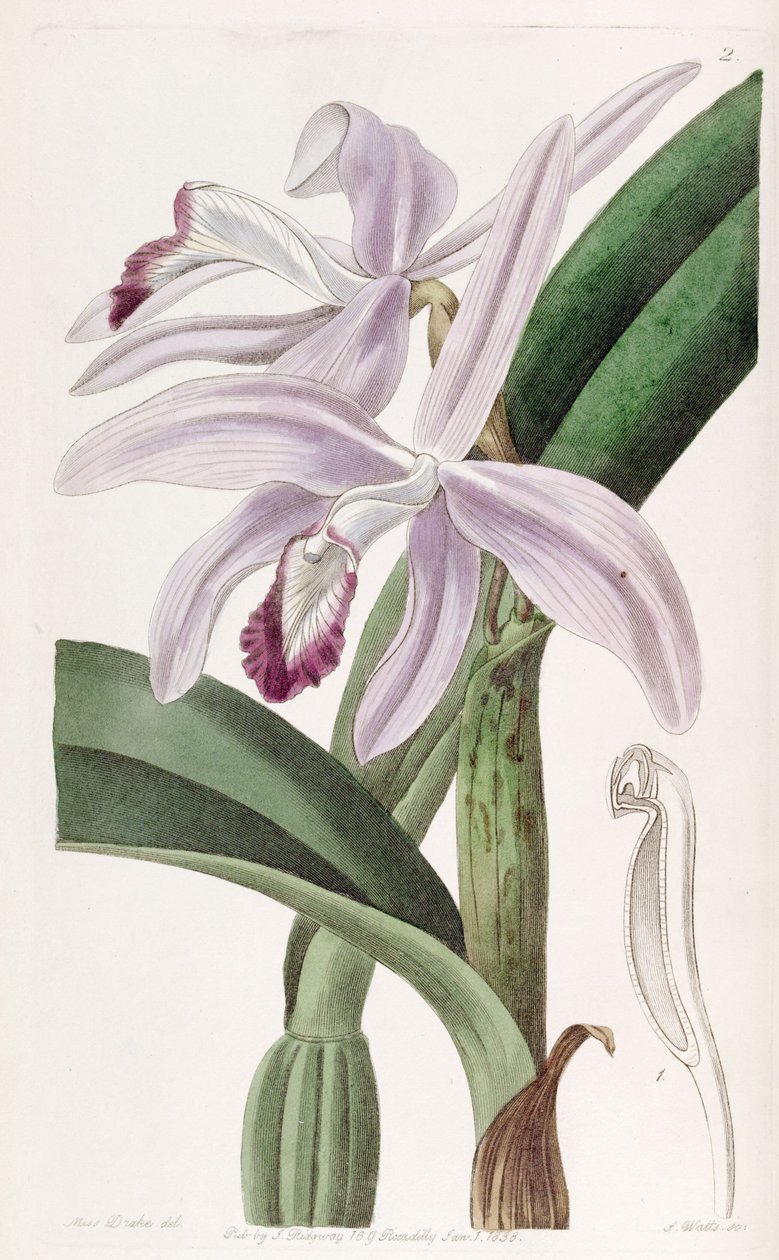 Sophronitis Perrinia (ess sønn av Cattleya Perrinia) av Miss Drake