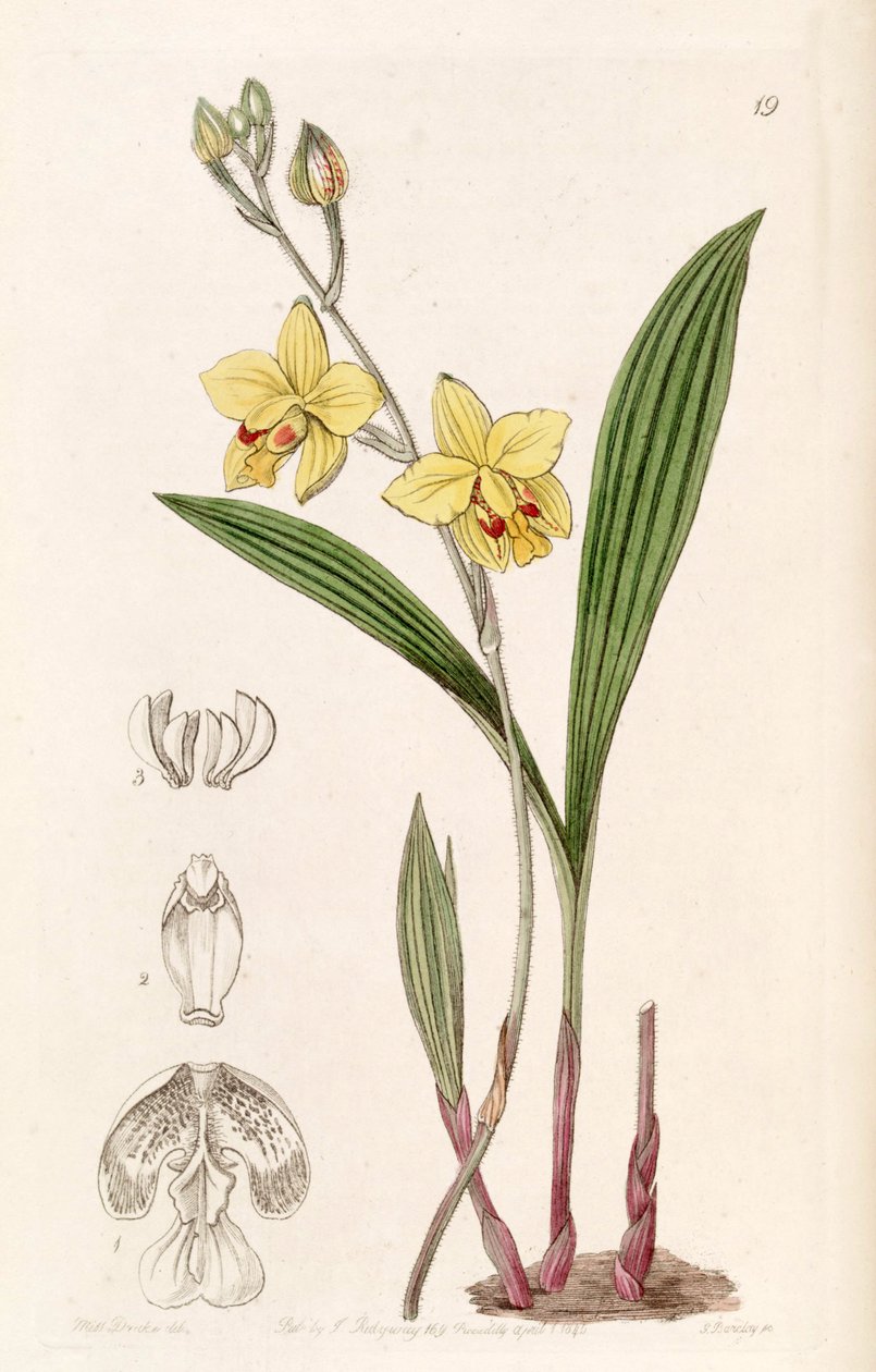 Spathoglottis pubescens (som syn. Spathoglottis fortunei, stavet av Lindley som Spathoglottis fortuni) av Miss Drake