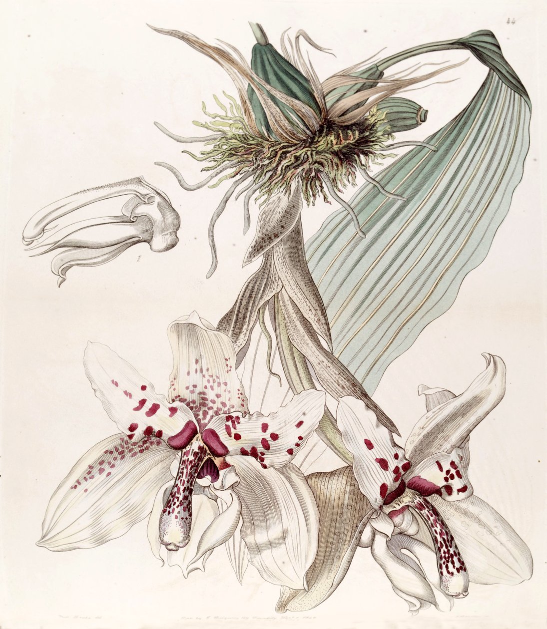 Stanhopea martiana (som syn. Stanhopea martiana var. Bicolor) av Miss Drake