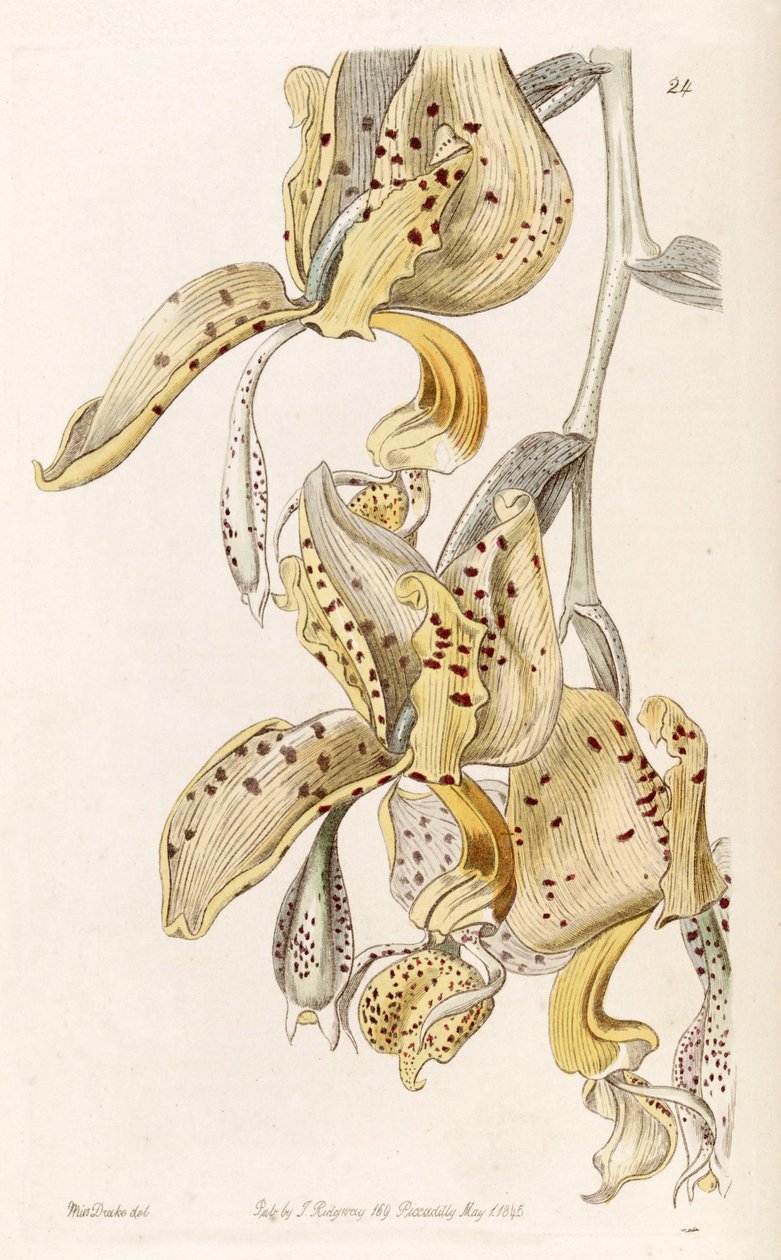 Stanhopea oculata (som syn. Stanhopea bucephalus) av Miss Drake