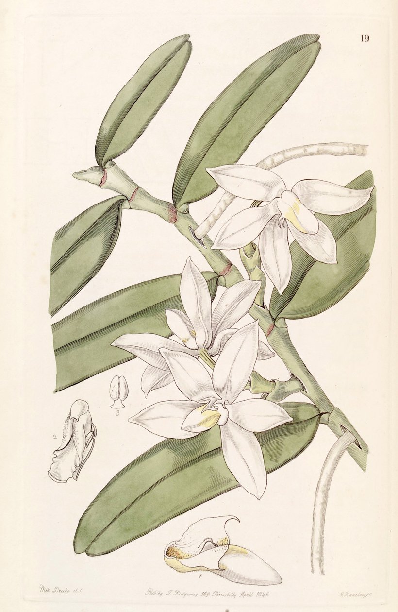Thrixspermum calceolus (som syn. Sarcochilus calceolus) av Miss Drake