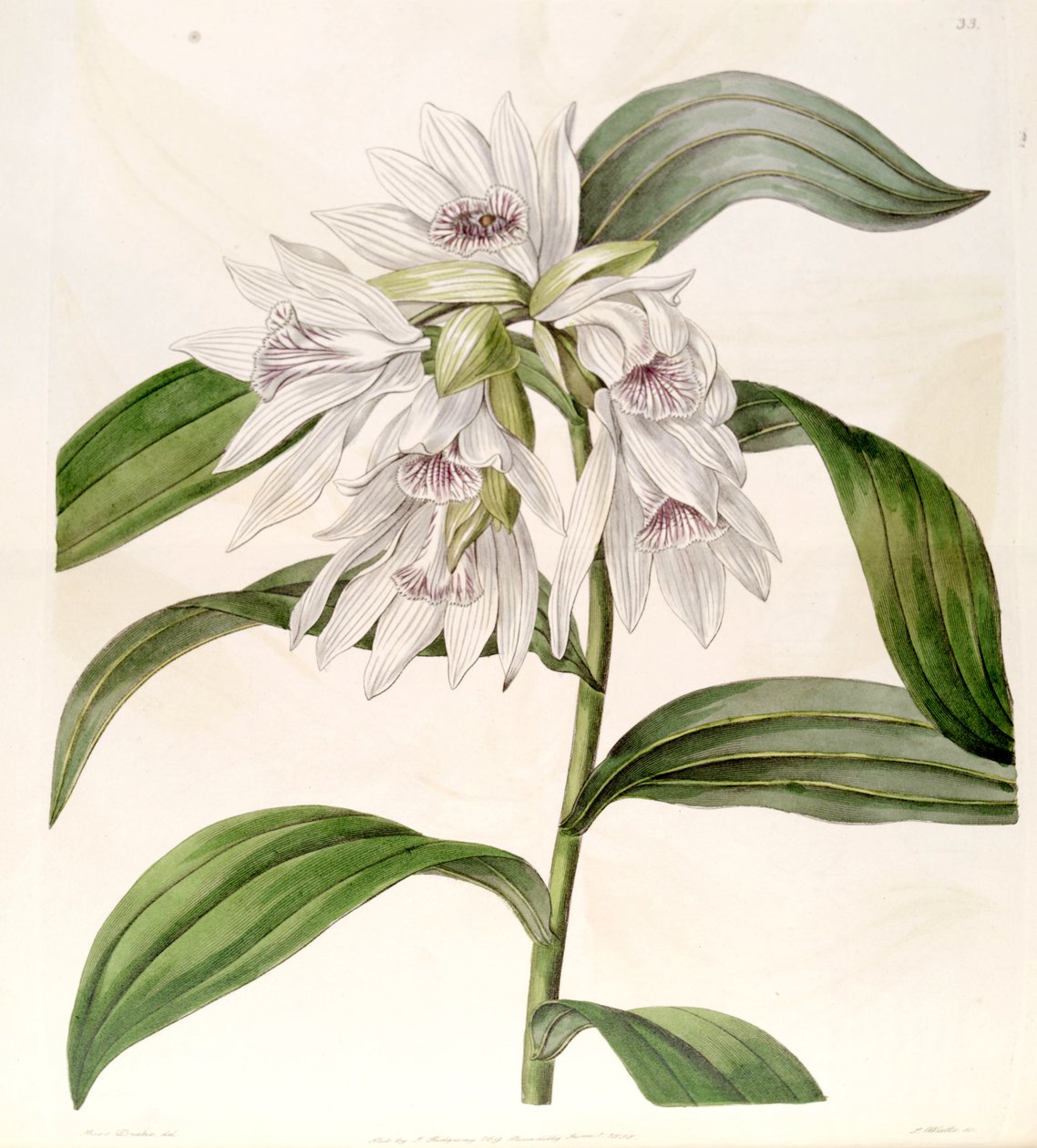Thunia alba (som syn. Phaius alba) av Miss Drake