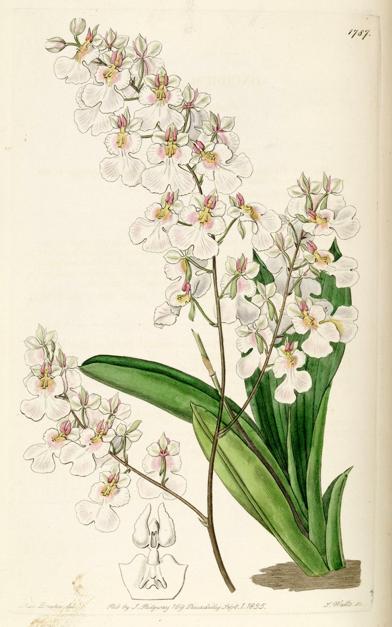 Tolumnia pulchella (som syn. Oncidium pulchellum) av Miss Drake