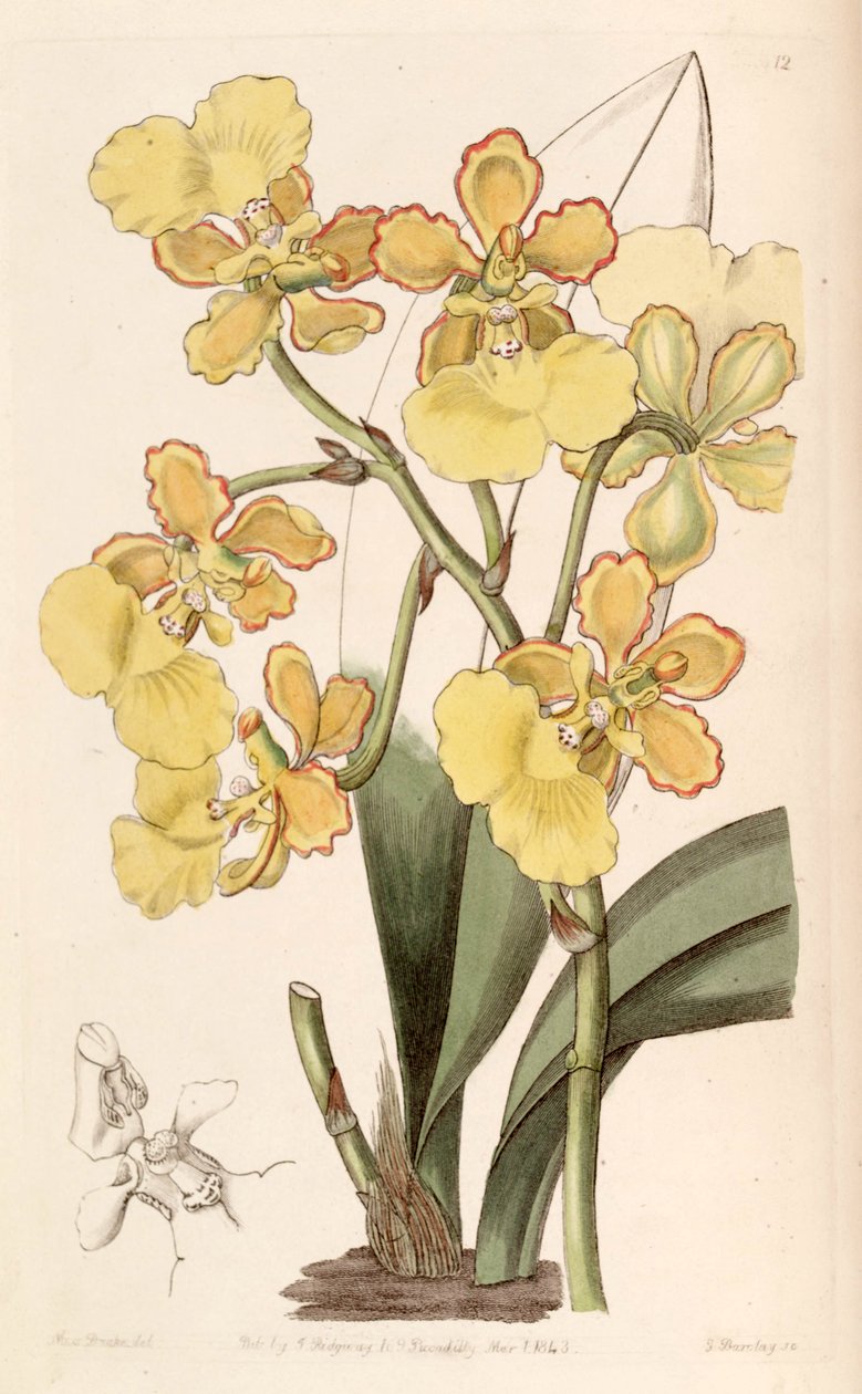Trichocentrum bicallosum (som syn. Oncidium bicallosum) av Miss Drake