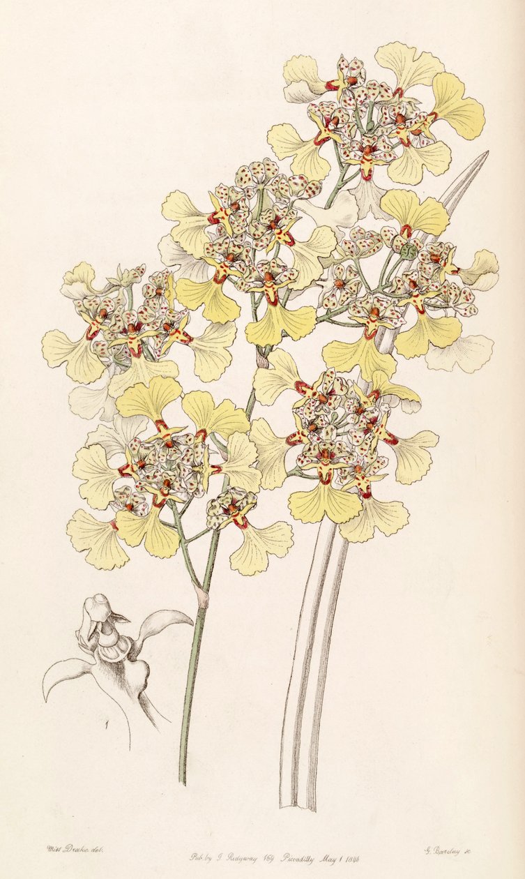 Trichocentrum lacerum (som syn. Oncidium lacerum) av Miss Drake
