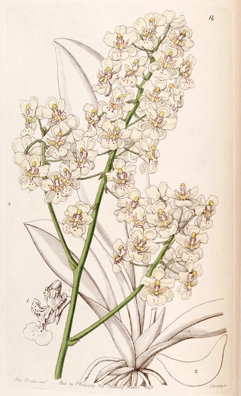 Trichocentrum stramineum (som syn. Oncidium stramineum) av Miss Drake