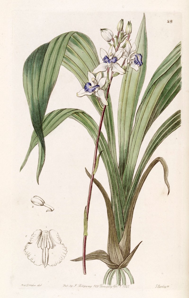 Warreella cyanea (som syn. Warrea cyanea) av Miss Drake